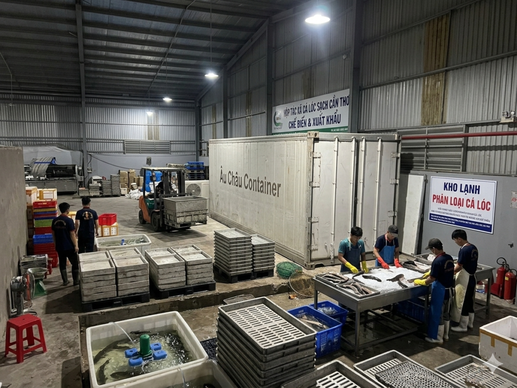 container lạnh cá lóc Cần Thơ