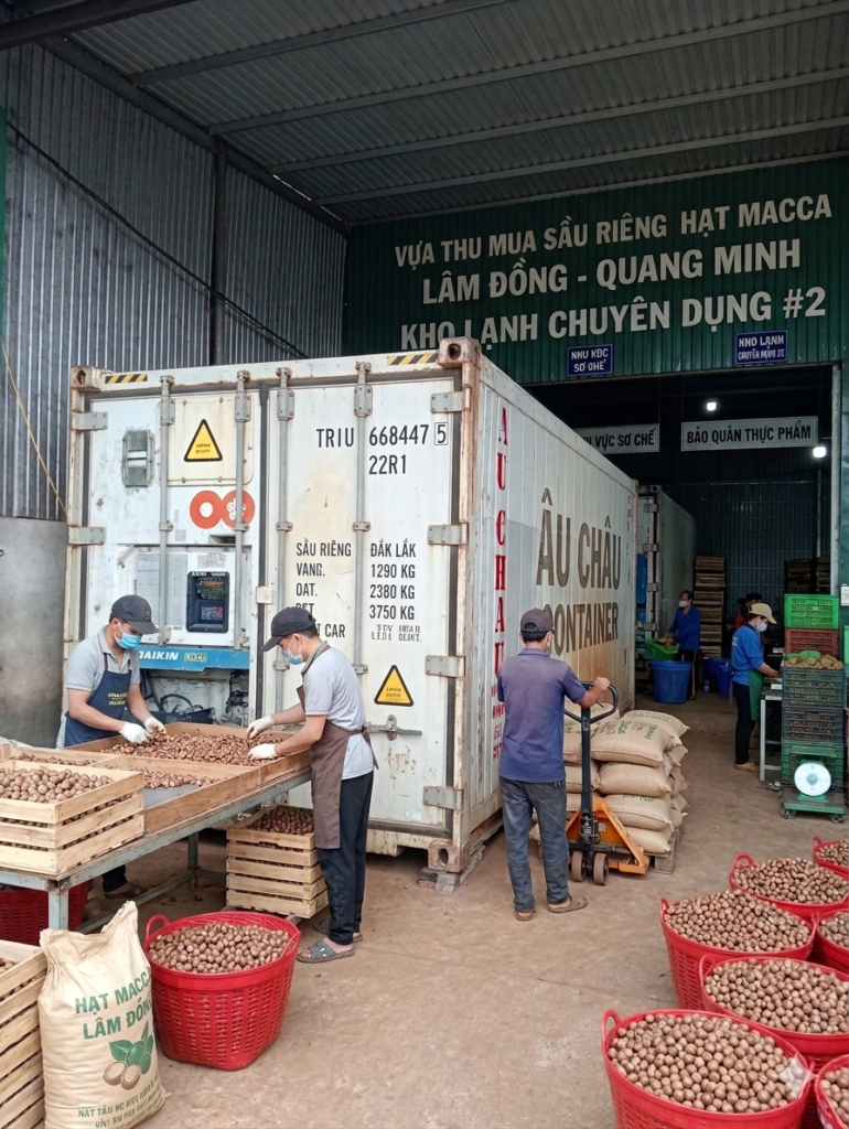container lạnh hạt măc ca Lâm Đồng