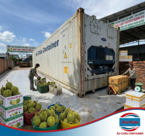 container lạnh sầu riêng Đắk Nông