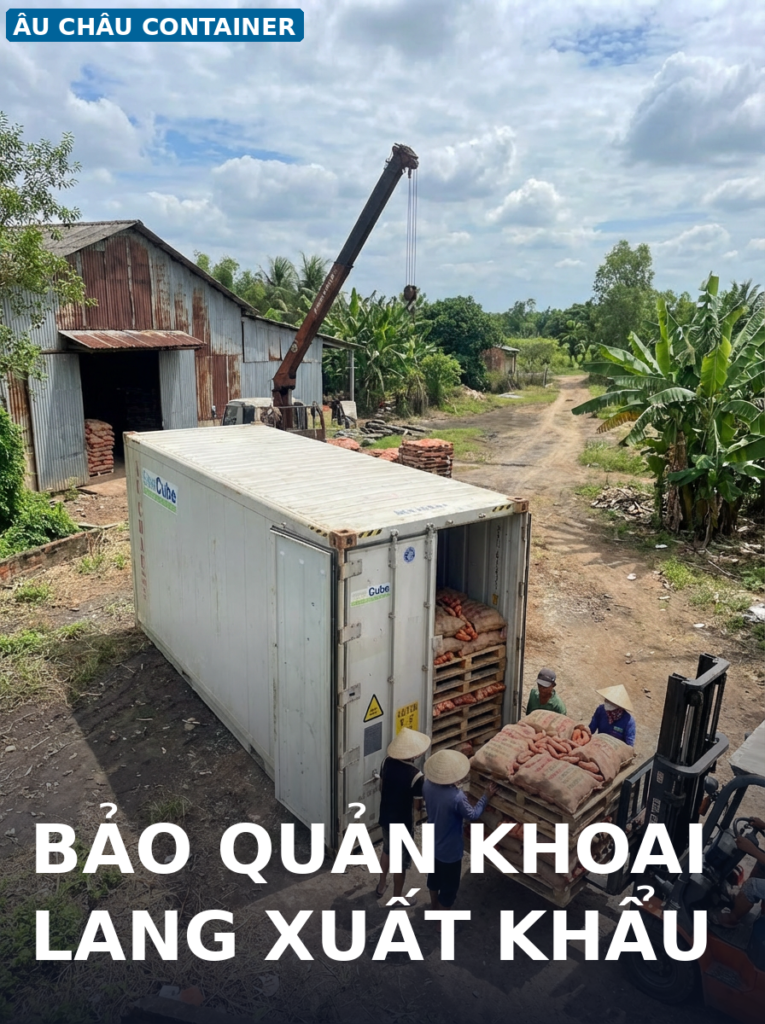 container lạnh 40 feet bảo quản khoai lang xuất khẩu Vĩnh Long