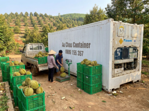 container lạnh 10 feet cho thương lái sầu riêng tại Đắk Lắk mùa thu hoạch